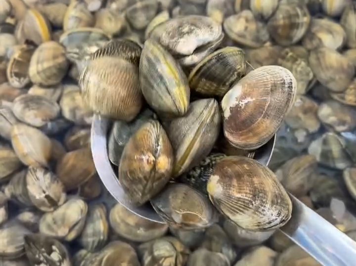s
Manila clam found on the Atlantic coastline.