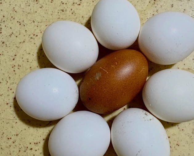 Egg Recall 2026 notice on egg cartons due to Salmonella contamination